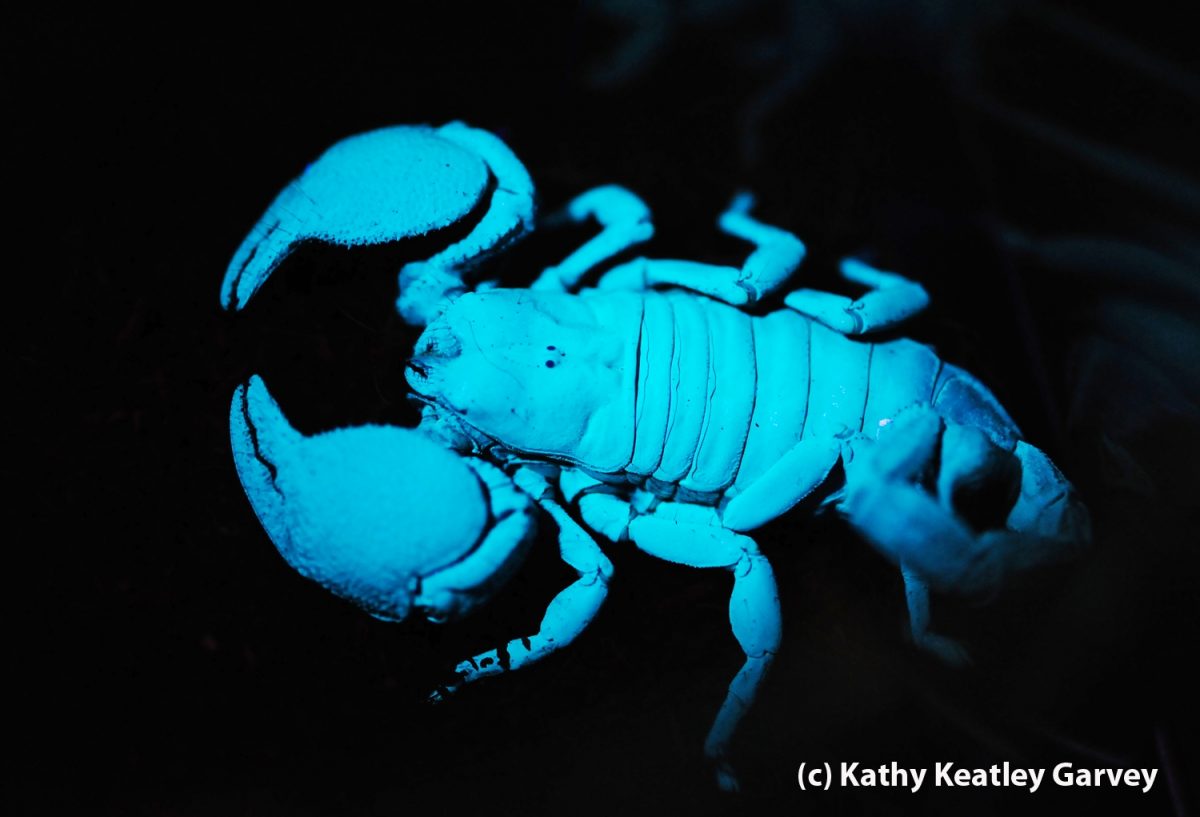 Deadliest Scorpions In World