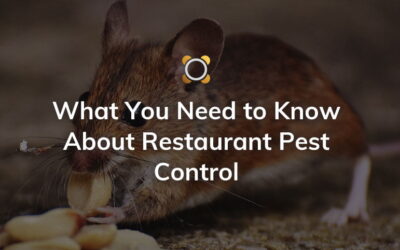 How Food Industry can Implement Pest Control 2021?