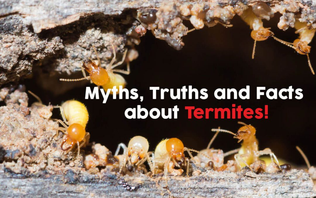 Facts About Termites