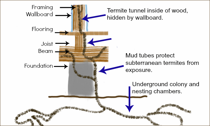 How Subterranean Termites Get Into Your House