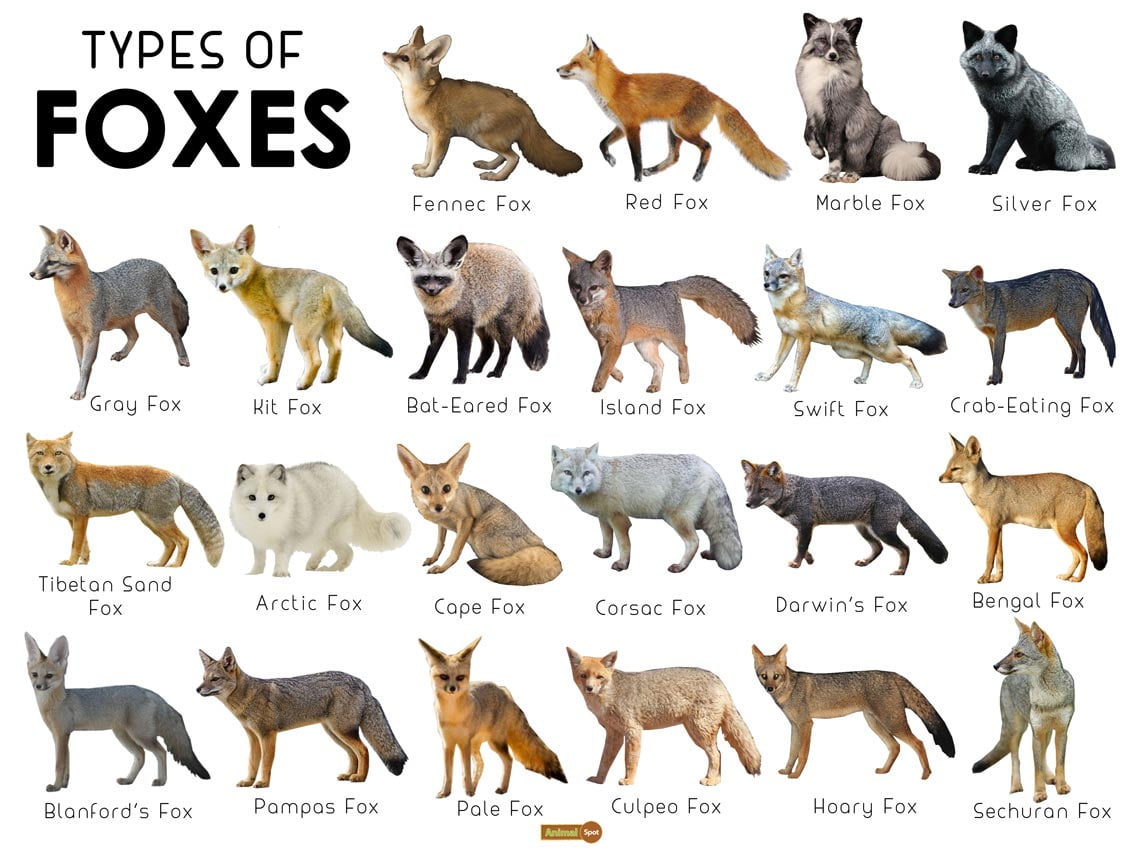 Common Types of Foxes