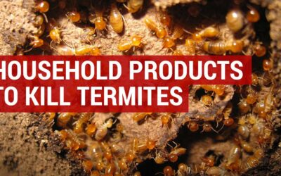 How To Kill Termites by yourself