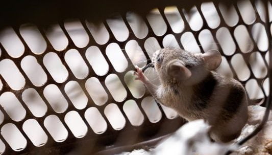 Protect Your Home From Rats using mesh