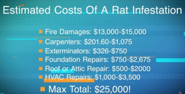 cost of rats infestation