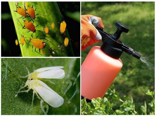 Using Insecticides And Fungicides