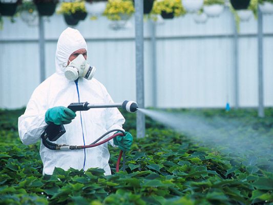 Using Insecticides And Fungicides