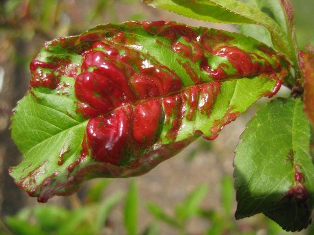 Diseases and pests of fruit trees