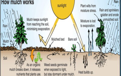 What is mulching? Why, When & How to Do it!
