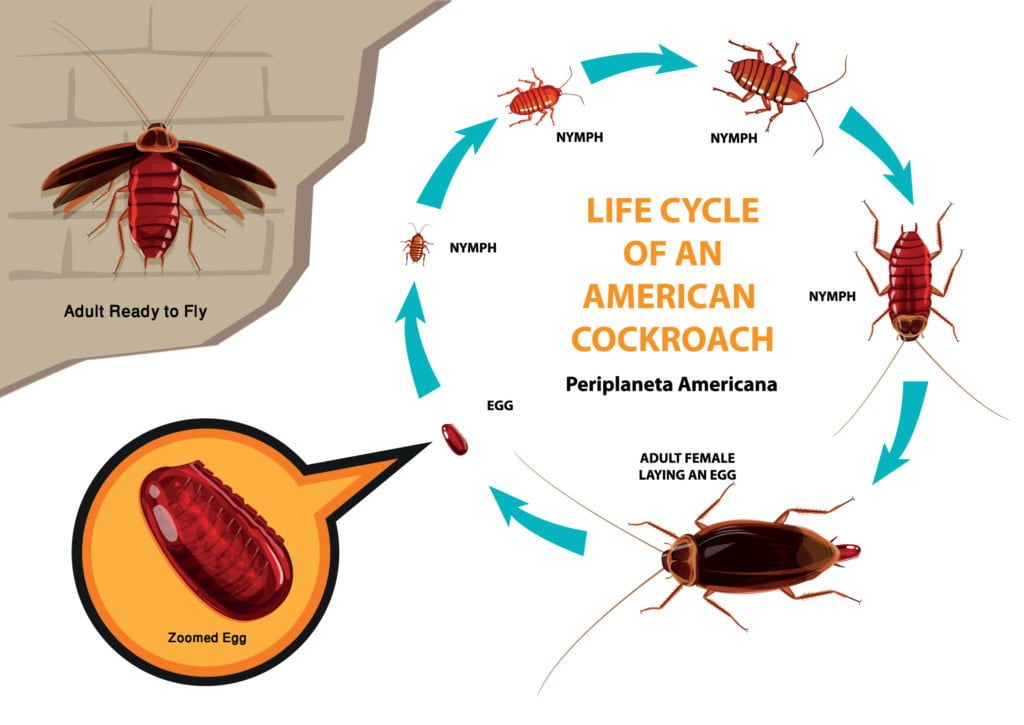 cockroaches reproduction cycle
